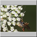 Lissonota fundator - Schlupfwespe m01b 12mm OS-Hellern Wiese det06.jpg